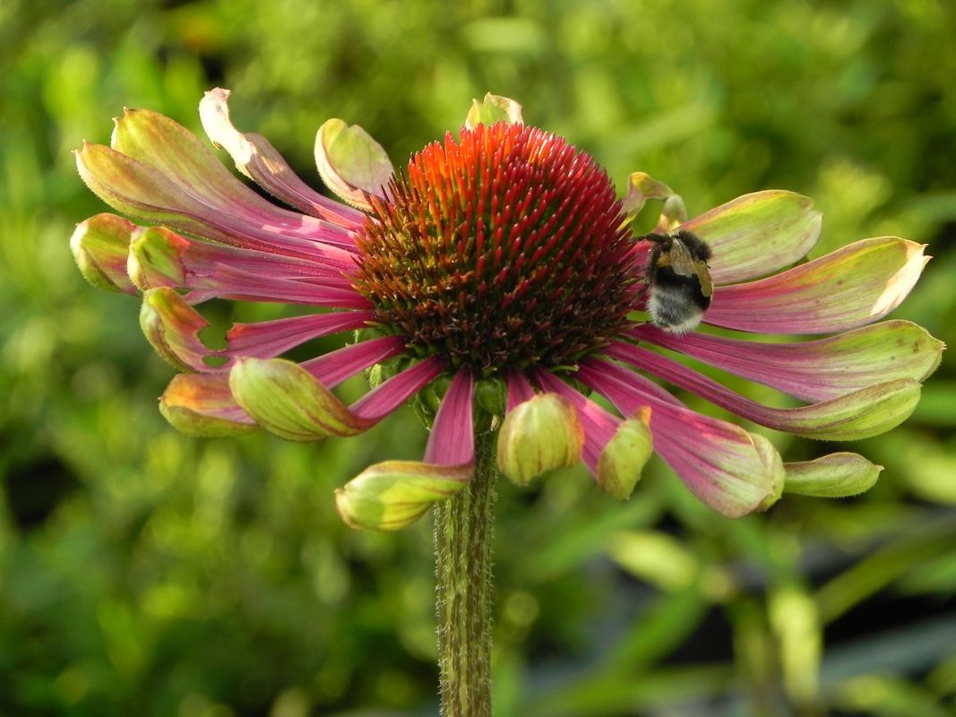 Echinacea x ‘Green Twister’