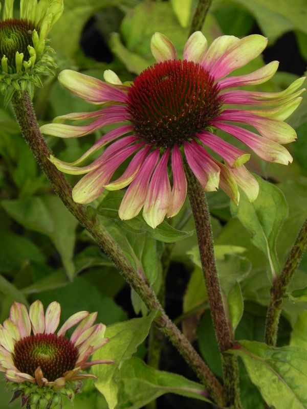 Echinacea x ‘Green Twister’