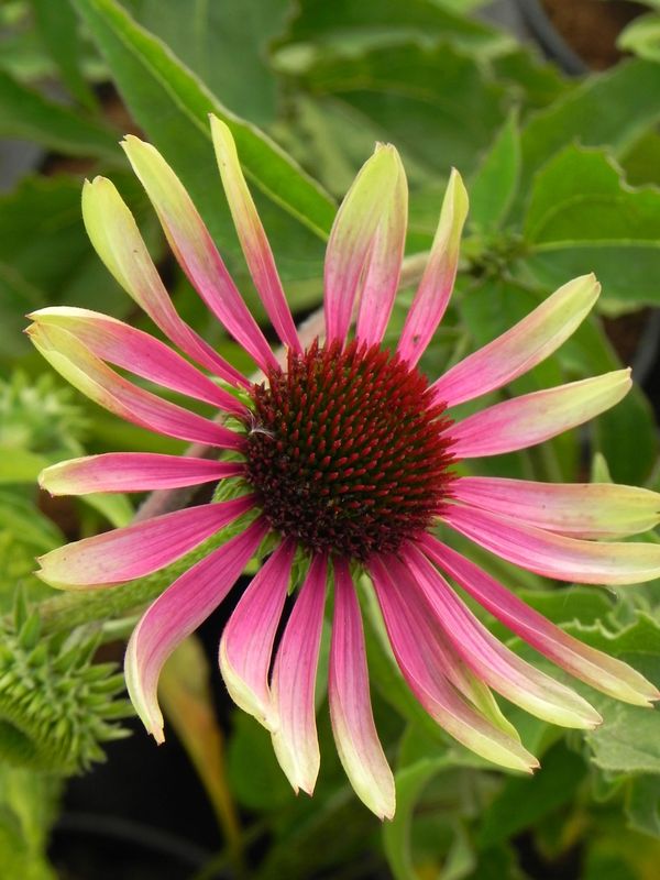 Echinacea x ‘Green Twister’