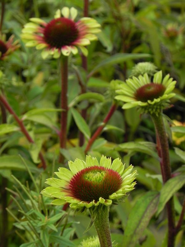 Echinacea x ‘Green Twister’