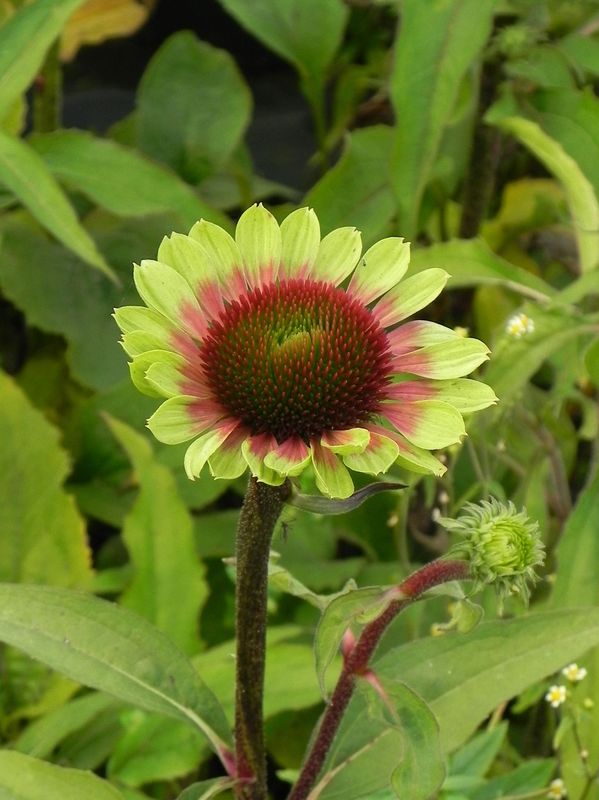 Echinacea x ‘Green Twister’