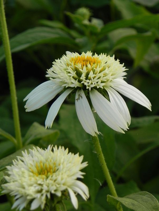 Echinacea x ‘White Double Delight’