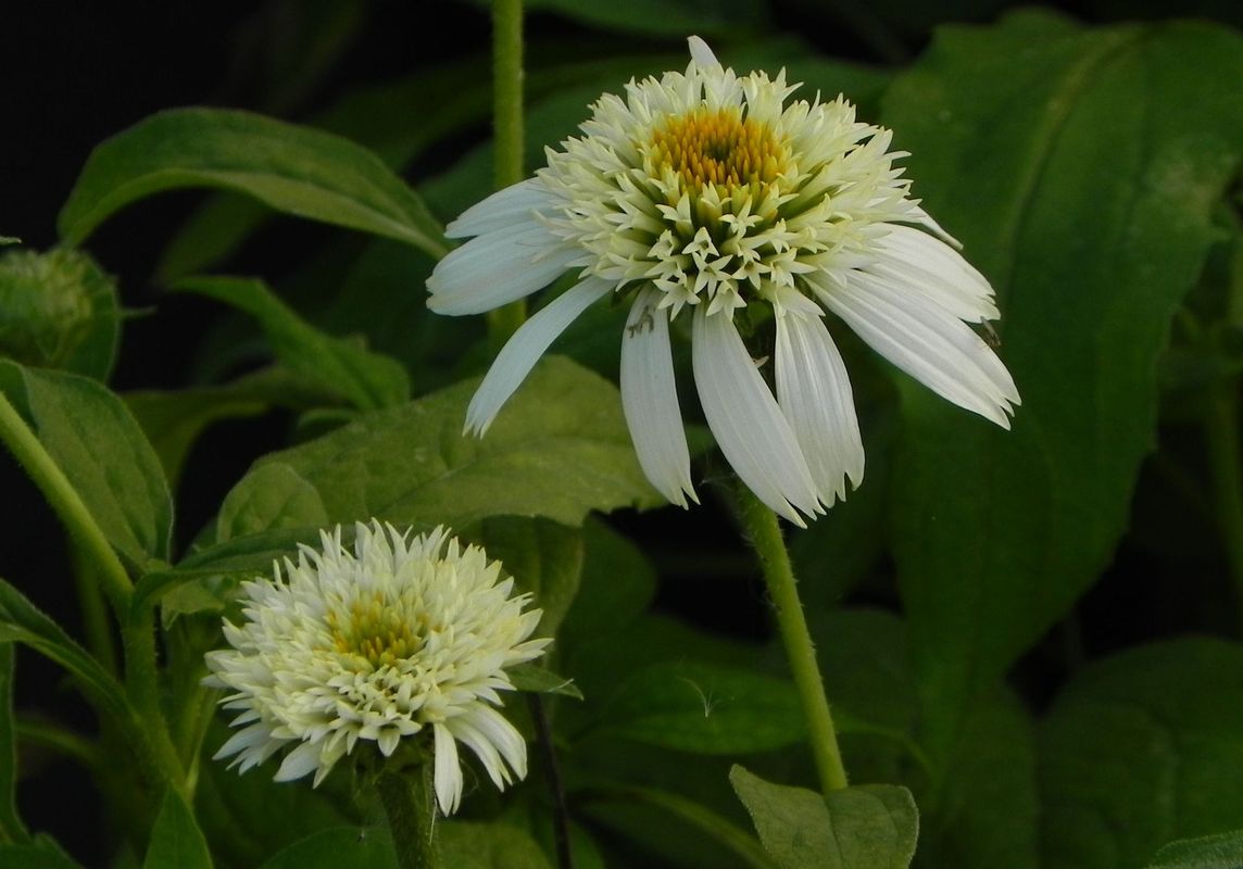 Echinacea x ‘White Double Delight’