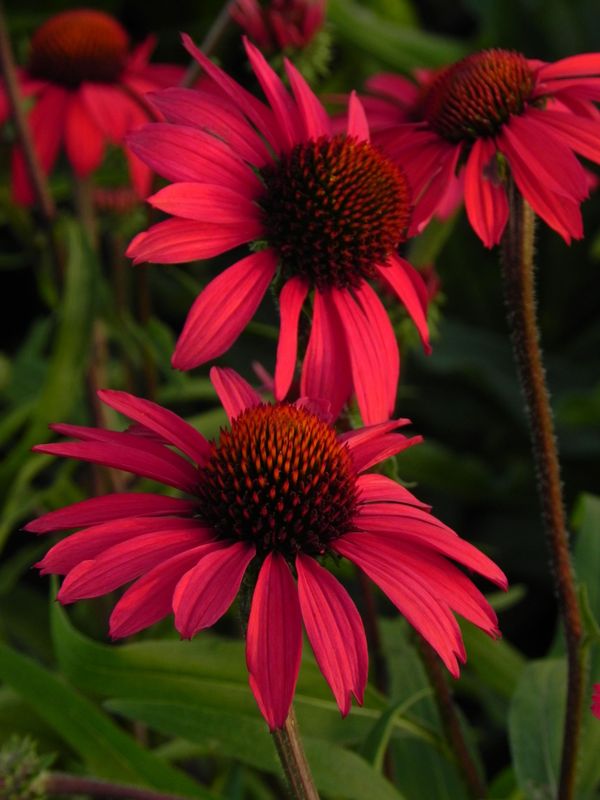 Echinacea x ‘Glowing Dream’