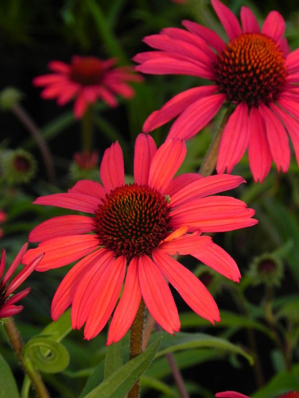Echinacea x ‘Glowing Dream’