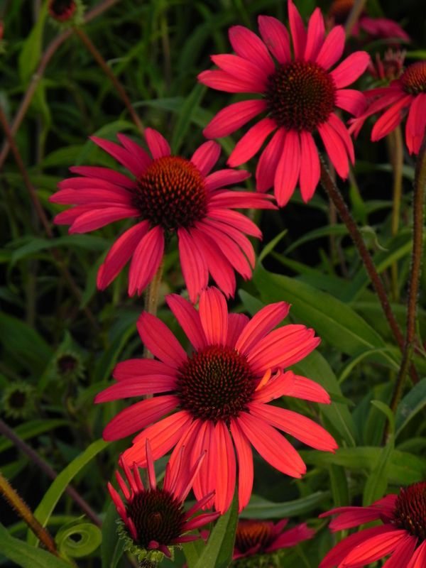Echinacea x ‘Glowing Dream’