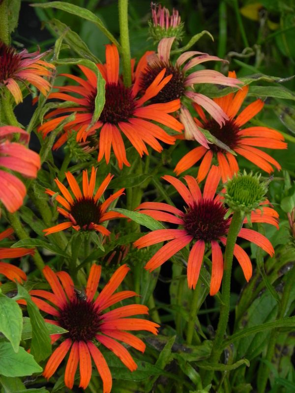 Echinacea x ‘Orange Skipper’