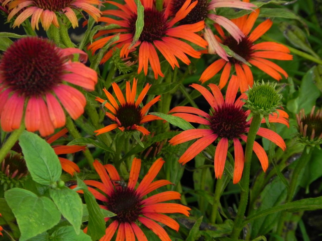 Echinacea x ‘Orange Skipper’