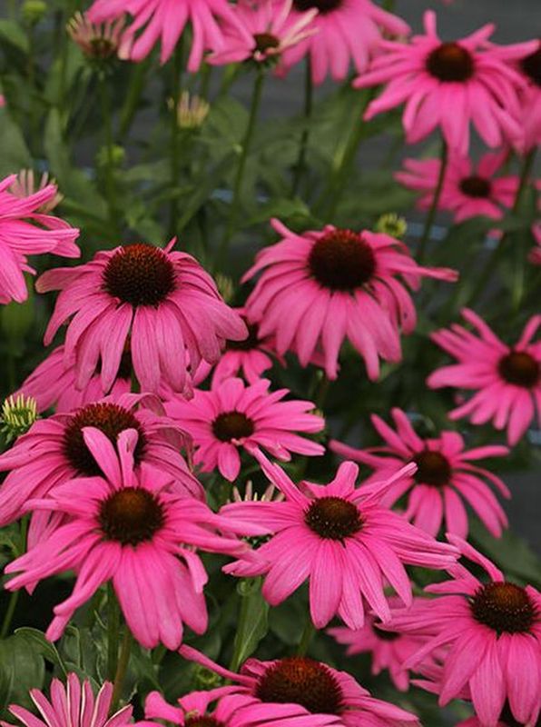 Echinacea x ‘Purple Emperor’