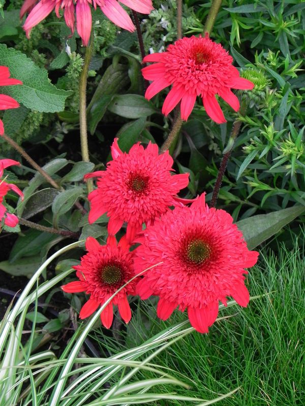 Echinacea x ‘Cara Mia’