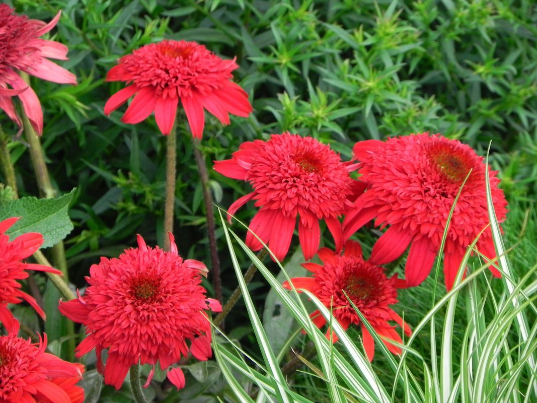 Echinacea x ‘Cara Mia’