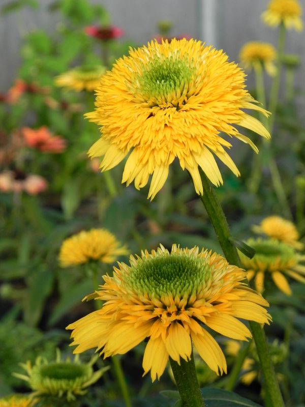 Echinacea x ‘Cara Mia Yellow’