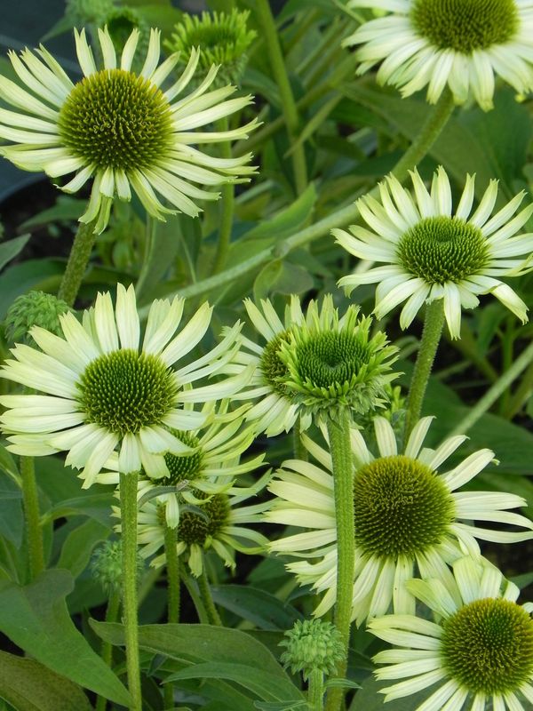 Echinacea x ‘Green Jewel’