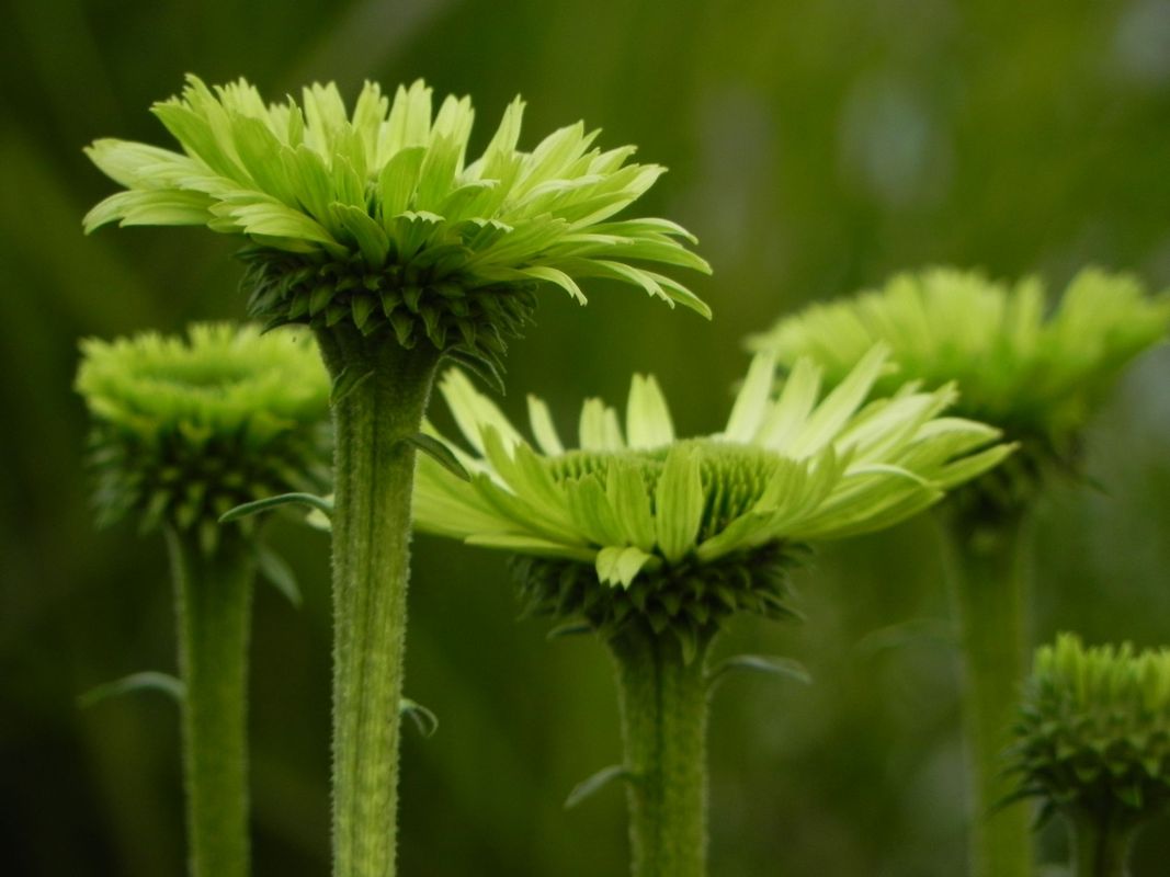 Echinacea x ‘Green Jewel’