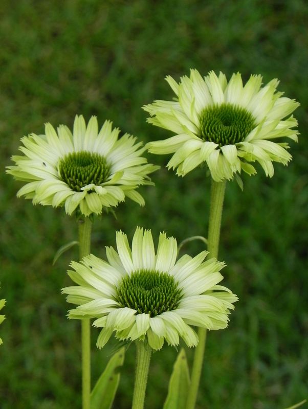 Echinacea x ‘Green Jewel’