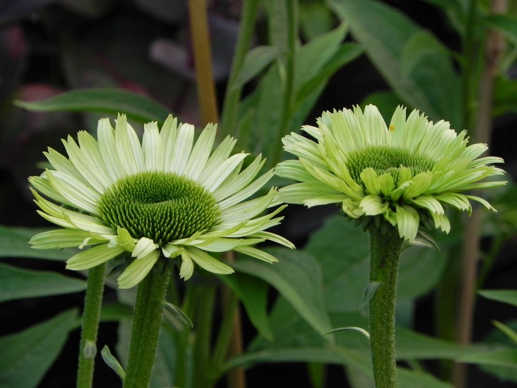 Echinacea x ‘Green Jewel’