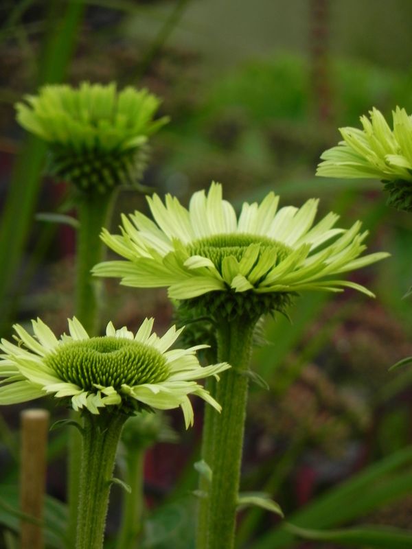 Echinacea x ‘Green Jewel’