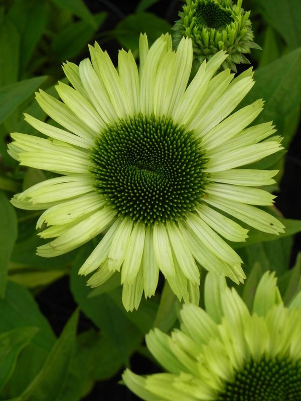 Echinacea x ‘Green Jewel’