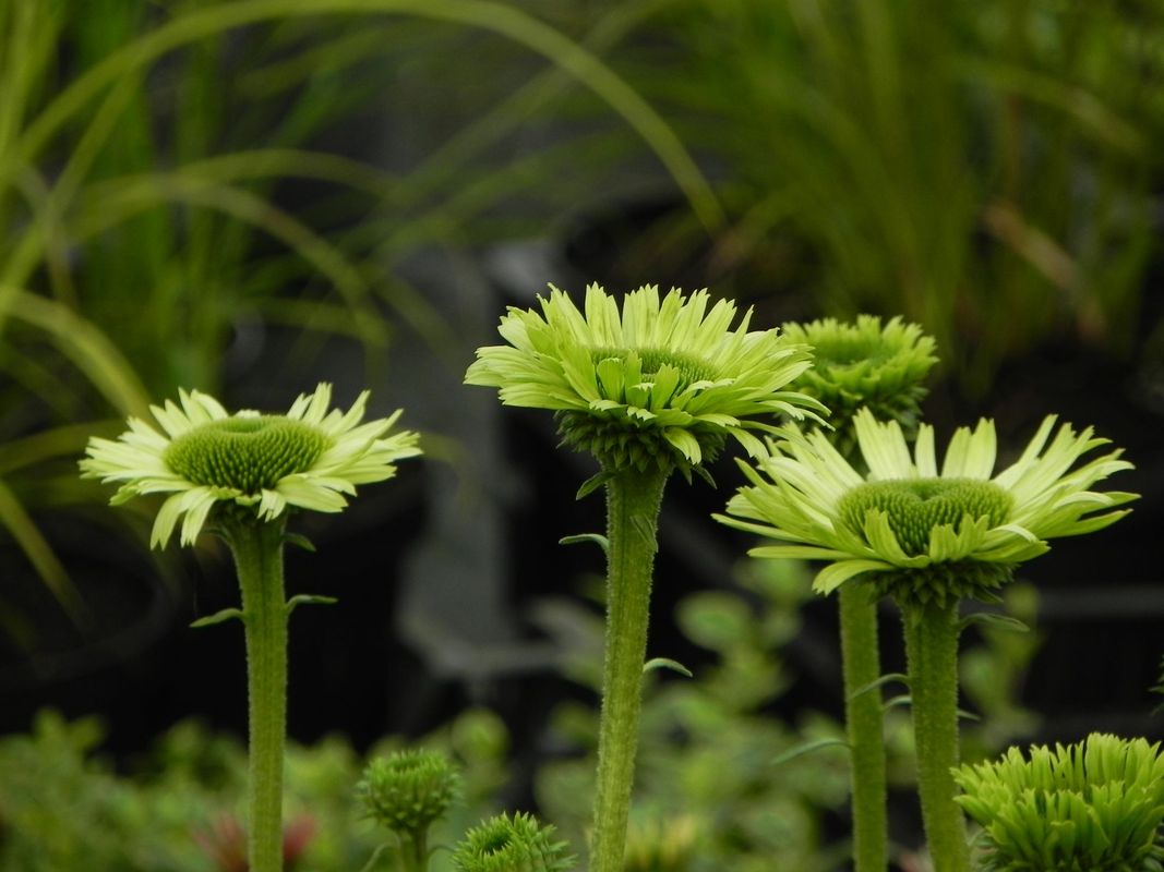 Echinacea x ‘Green Jewel’