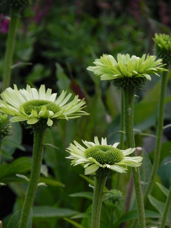 Echinacea x ‘Green Jewel’