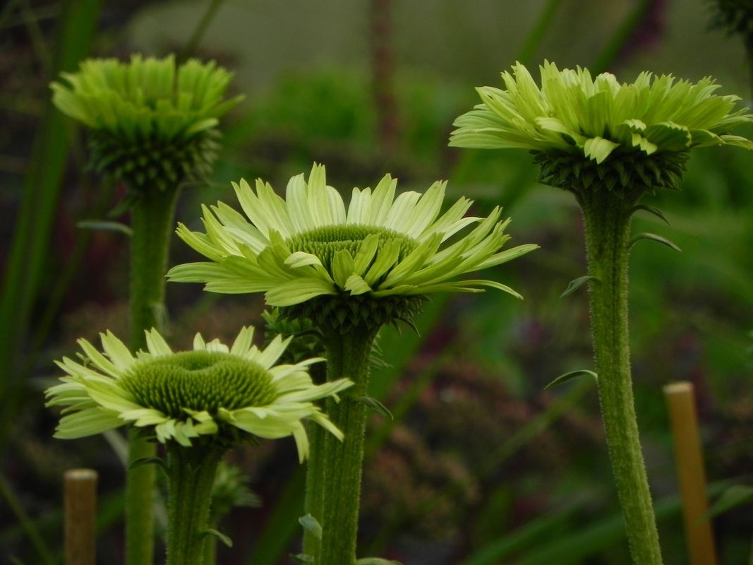 Echinacea x ‘Green Jewel’