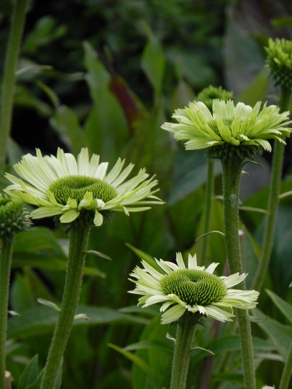 Echinacea x ‘Green Jewel’