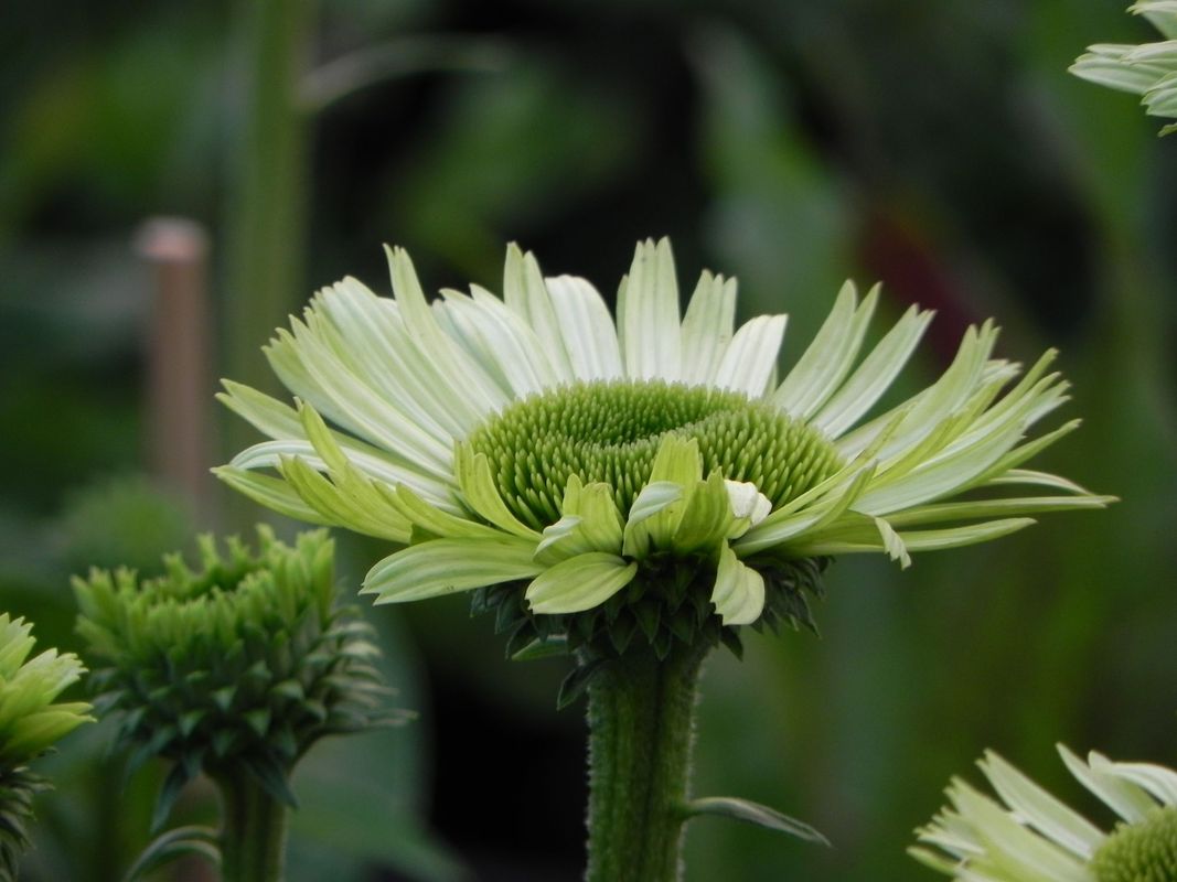 Echinacea x ‘Green Jewel’