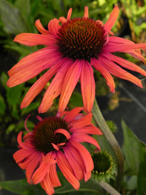 Echinacea x ‘Mamma Mia’