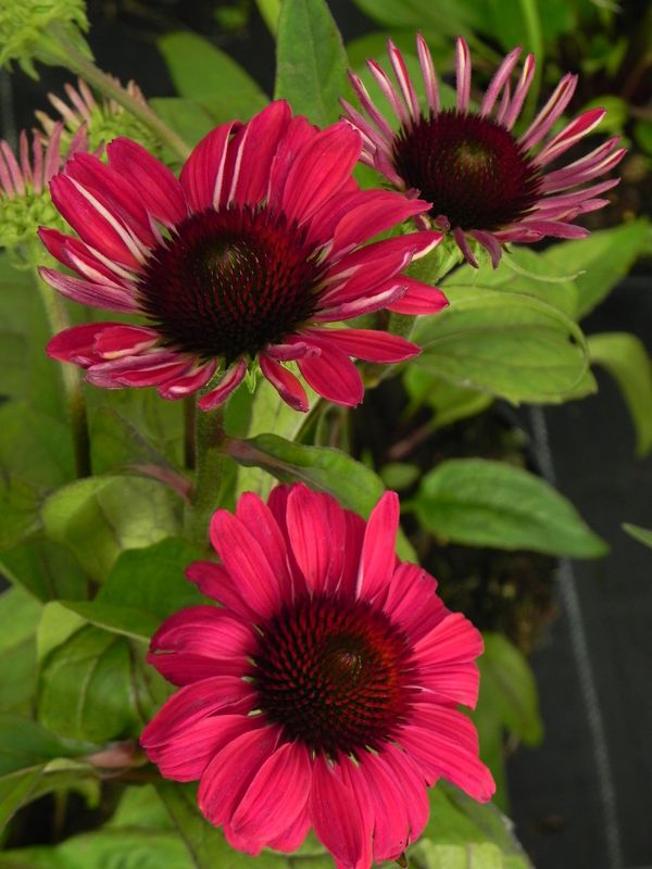 Echinacea x ‘Sweet Meadow Mama’