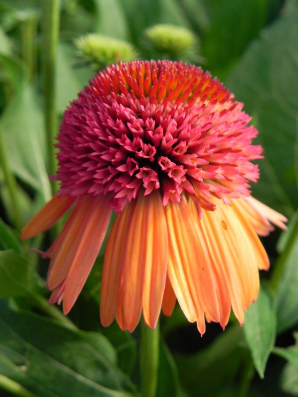Echinacea x ‘Carrot Cake’
