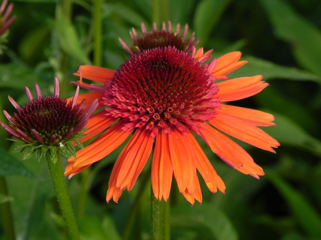 Echinacea x ‘Carrot Cake’