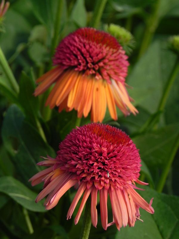 Echinacea x ‘Carrot Cake’