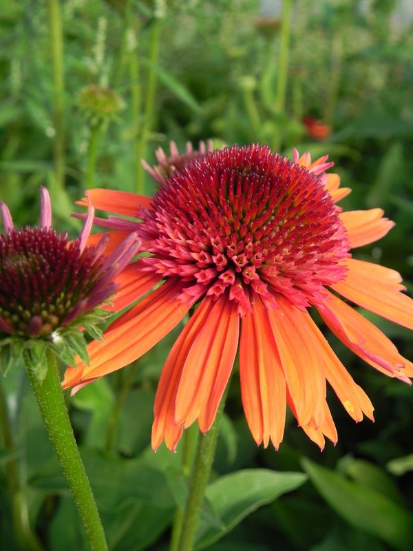 Echinacea x ‘Carrot Cake’