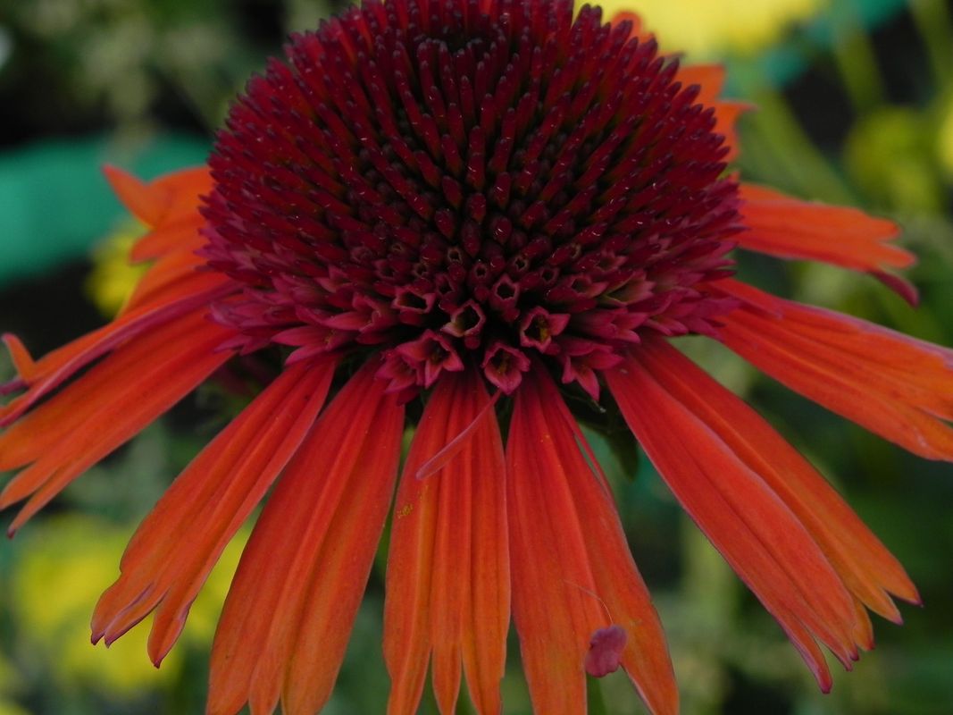 Echinacea x ‘Carrot Cake’