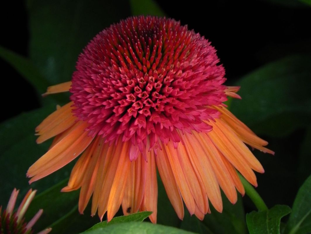Echinacea x ‘Carrot Cake’
