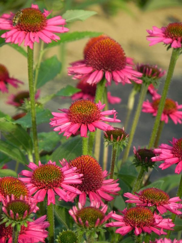 Echinacea x ‘Delicious Candy’