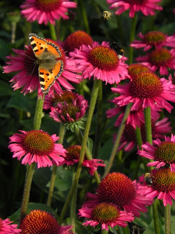 Echinacea x ‘Delicious Candy’