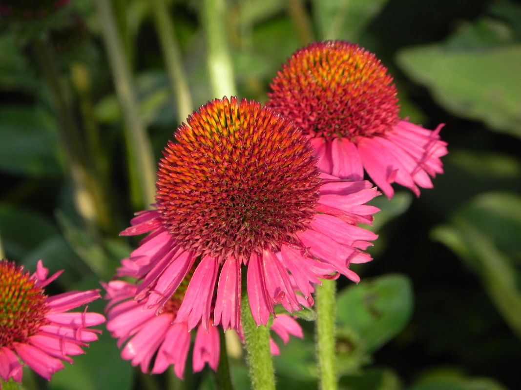 Echinacea x ‘Delicious Candy’