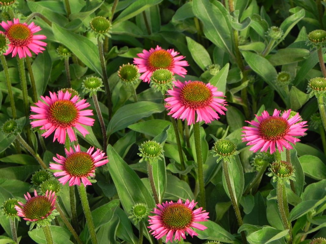 Echinacea x ‘Delicious Candy’
