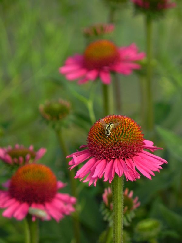 Echinacea x ‘Delicious Candy’