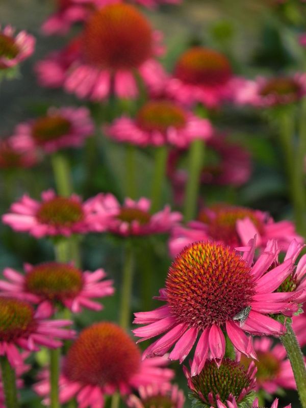 Echinacea x ‘Delicious Candy’