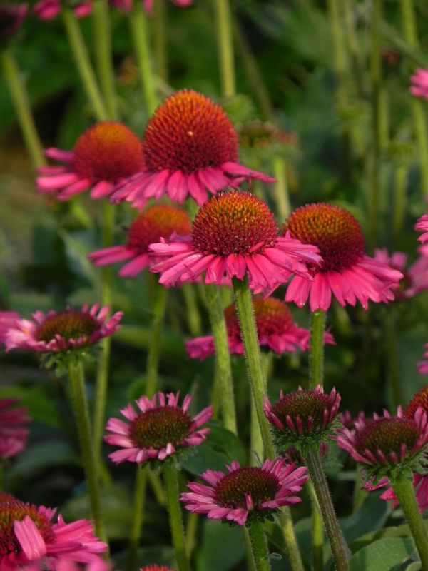 Echinacea x ‘Delicious Candy’