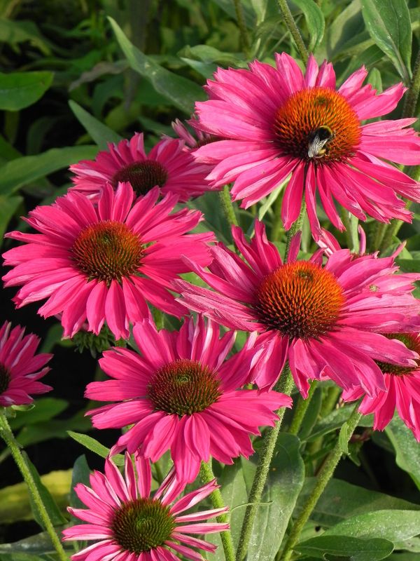 Echinacea x ‘Kismet Raspberry’