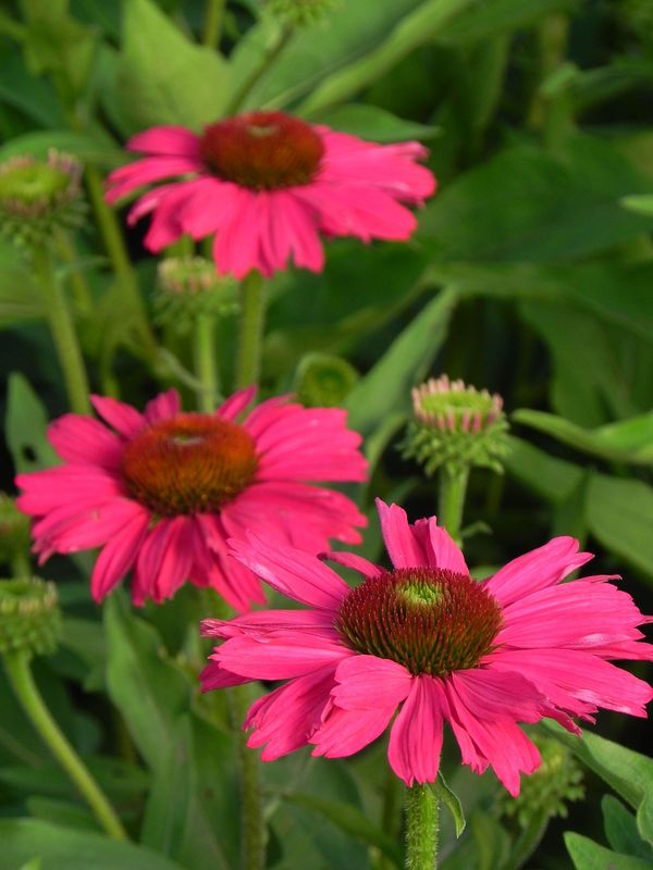 Echinacea x ‘Kismet Raspberry’