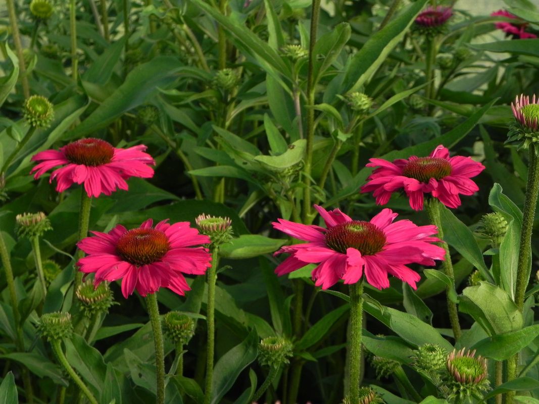 Echinacea x ‘Kismet Raspberry’