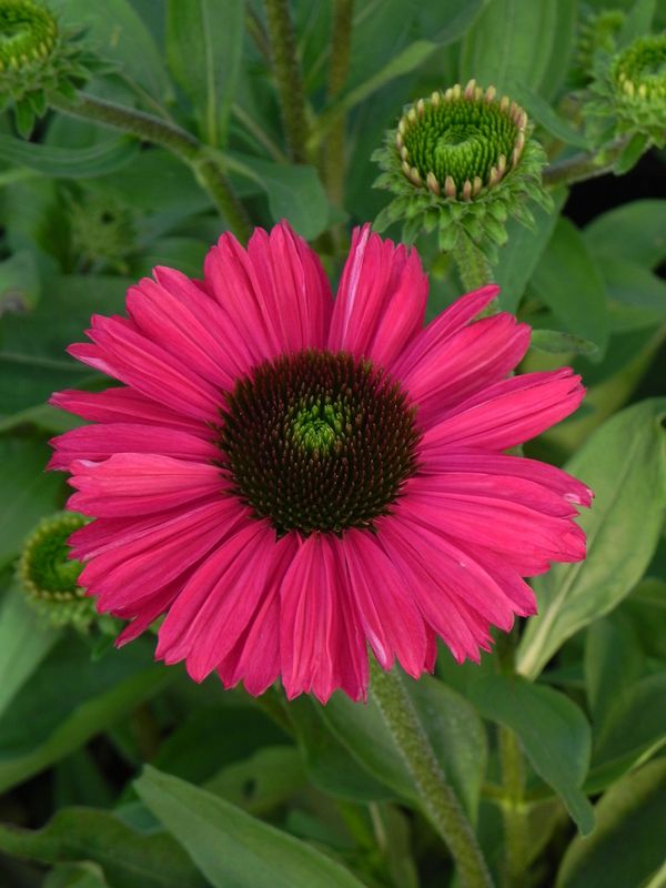 Echinacea x ‘Kismet Raspberry’
