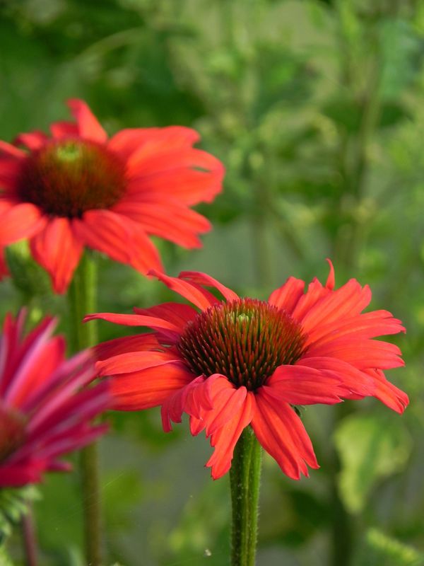 Echinacea x ‘Kismet Red’