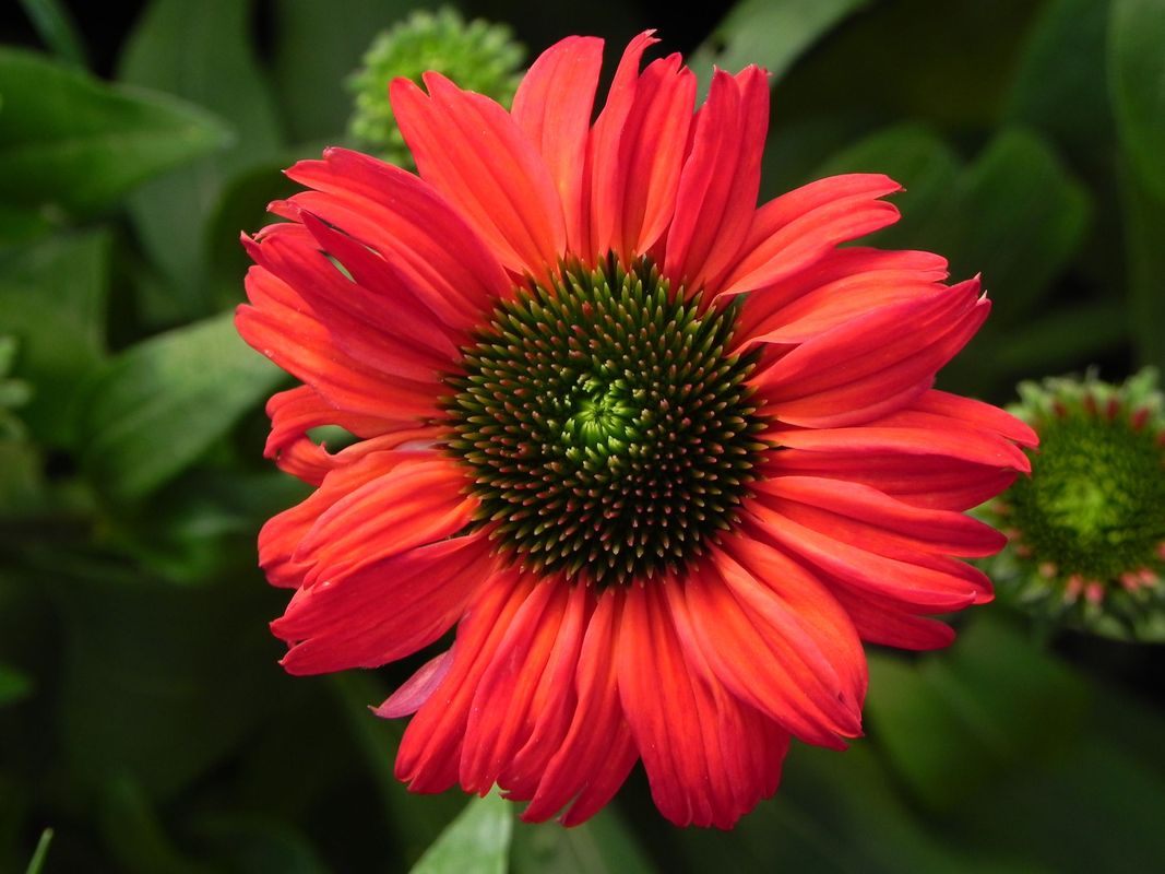 Echinacea x ‘Kismet Red’