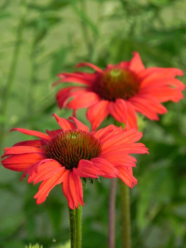 Echinacea x ‘Kismet Red’