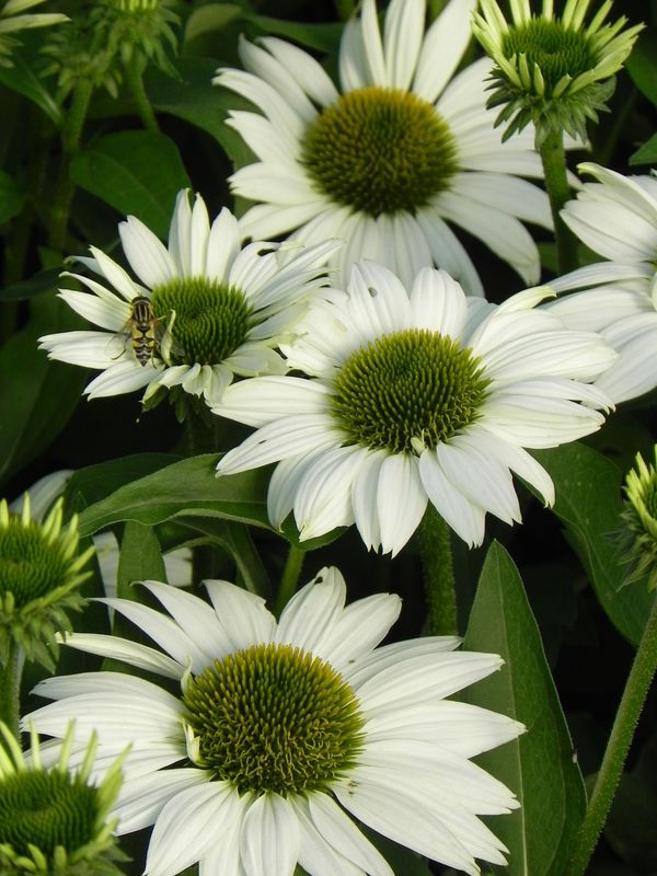 Echinacea x ‘Kismet White’